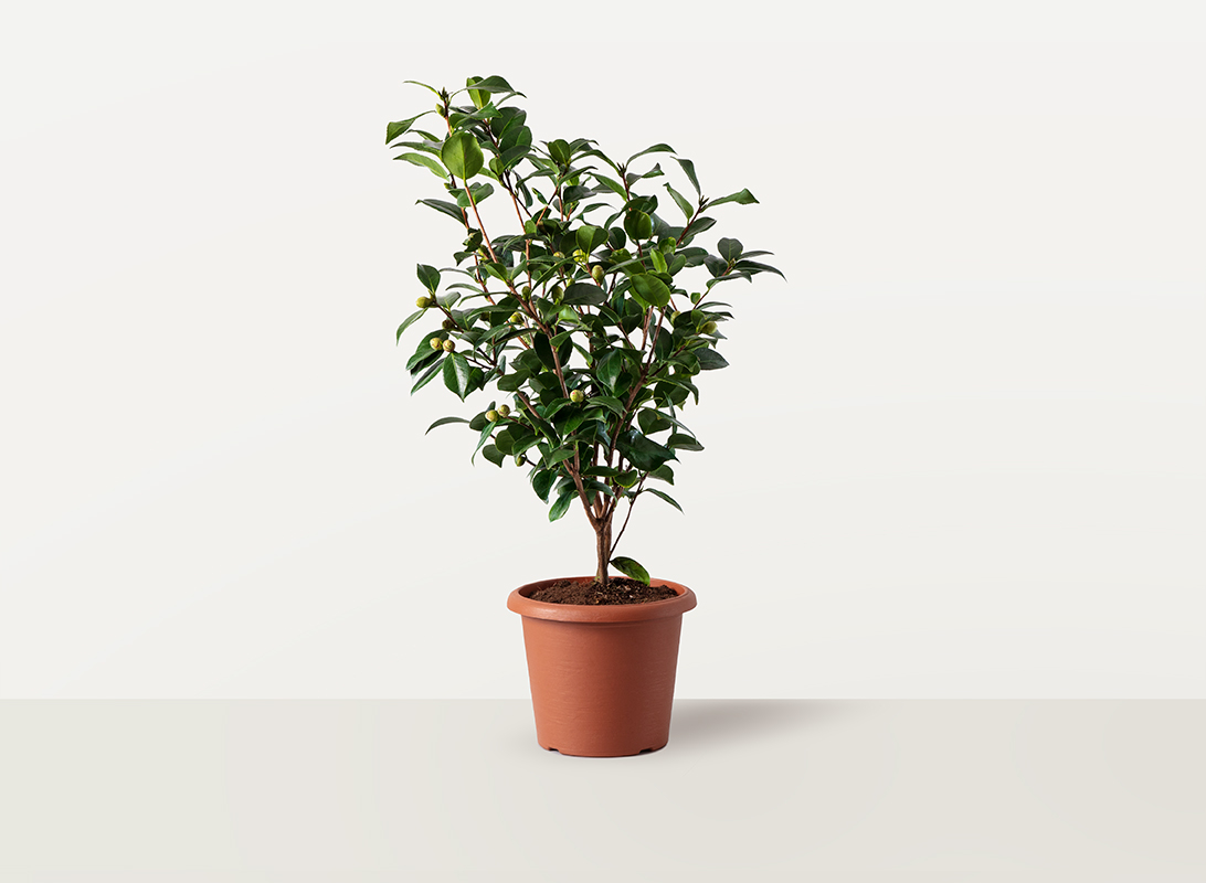 Camellia Japonica Purity In Vaso ø9 Cm - Pianta Rustica Con Fiori Bianchi, Ideale Per Giardino Ombreggiato - Foto 9